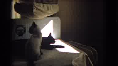 Barstow California USA (1966): A Ginger Cat And A Black Cat Play Then Curl Up With