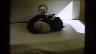 Barstow California USA (1966): A Adorable White Cat Licking A Black Cat That Wants