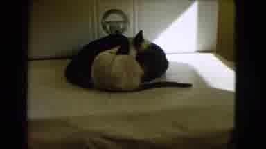 Barstow California USA (1966): Cats Play On A Table In A Home Kitchen Under The