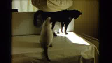 Barstow California USA (1966): Siamese Cat And Larger Black Cat Are On Top Of A