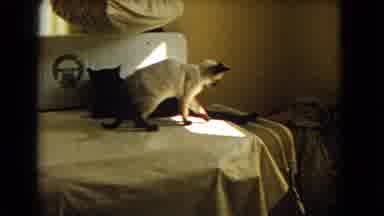 Barstow California USA (1966): The Cats Are Sitting On The Bed These Are Enjoying