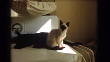 Barstow California USA (1966): Cat Sitting On A Bed And Watching Her Master