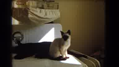 Barstow California USA (1966): Cats Together That Are Filmed On A Washer And