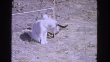Barstow California USA (1966): Siamese Kitten Walks Around And Tries To Bite Tail