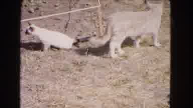 Barstow California USA (1966): A Scene Of A Cat And A Kitten Walking Around