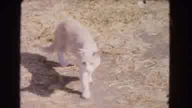 Barstow California USA (1966): A White Cat Walks And Then Visits A Garden Eating
