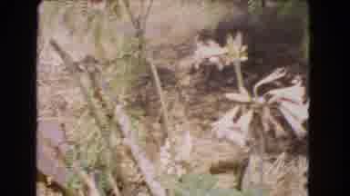 Barstow California USA (1966): A Curious Cat