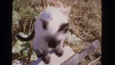 Barstow California USA (1966): Cat Playing In Garden