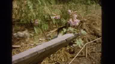 Barstow California USA (1966): A Wildlife Small Animal Running And Hiding Away And