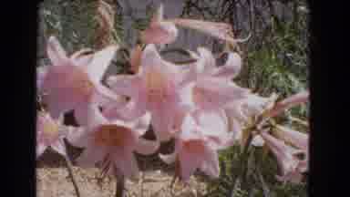 Barstow California USA (1966): Pink Flowers In Vintage Video With Very Shaky