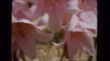 Barstow California USA (1966): Footage Shows A Bunch Of Pink Orchids And A Budgie