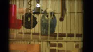 Barstow California USA (1966): Parakeet Sitting A Wooden Pole In Cage And Cut To