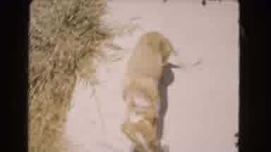 Barstow California USA (1966): A Puppy Wiggling ItâS Tail Near Its Owner And Their