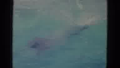 Busche Gardens Florida (1966): Man Is Diving In Swimming In Relax Mood