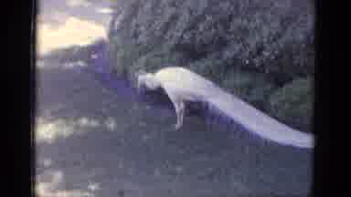 Busche Gardens Florida (1966): Peacock Walking Around Grass Ruffling ItS Feathers