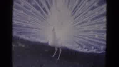 Busche Gardens Florida (1966): A View Of A Magnificent Peacock With All Of It's