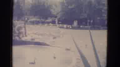 Busche Gardens Florida (1966): Many Ducks In A Pond