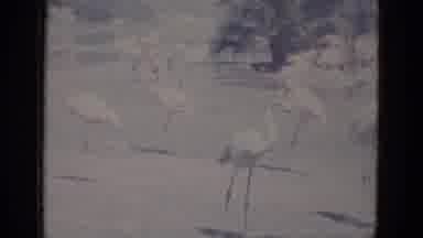 Busche Gardens Florida (1966): People Come To See The Flamingos At A Wildlife