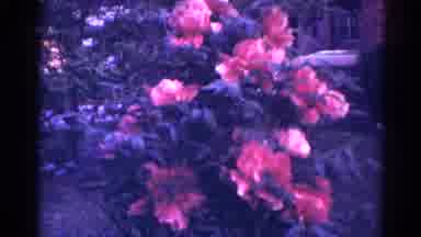 Danville Illinois (1966): Garden With Flower