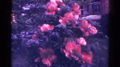 Danville Illinois (1966): Small Bush Of Coral Colored Flowers In The Garden With