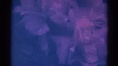 Danville Illinois (1966): Purple Elephant Old Film Blossom Flower Shaking Blue