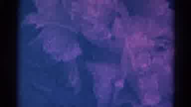 Danville Illinois (1966): Close Up Flower Buds