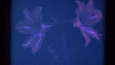 Danville Illinois (1966): Someone Shoots The Picture Of Beautiful Flowers