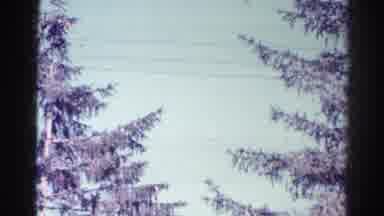 Danville Illinois (1966): Upwards View Of The Sky And Some Pine Trees With A