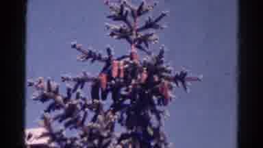 Danville Illinois (1966): Top Of A Tall Tree With Green Leaves And Red Flowers All