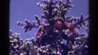 Danville Illinois (1966): Cardinals Roost Atop Snow Capped Evergreen Tree Against