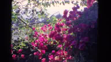 Los Angeles California (1966): House With Stunning Garden With Many Flowers Of