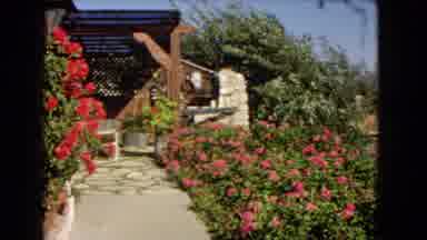 Los Angeles California (1966): Trees And Bushes Blow In The Breeze On A Patio Near