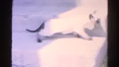 Silver Lake California (1966): Siamese Kitten Acting Playful Rolling Over Running