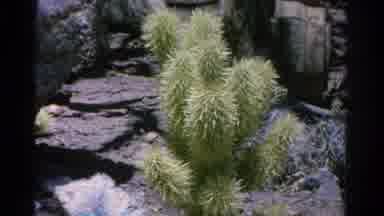 Silver Lake California (1966): Seems Part Of The Desert In The Mountains Maybe