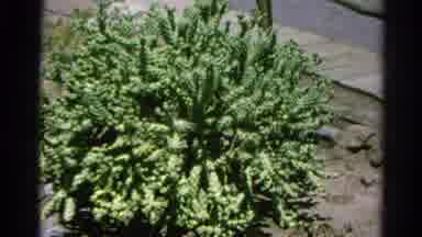 Silver Lake California (1966): Different Types Of Cactuses Planted At Homes