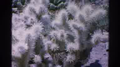 Silver Lake California (1966): Variable Zoom Of A Cactus Using An Old Camcorder