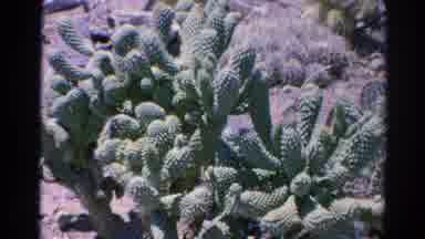 Silver Lake California (1966): Two Women Walk Through The Old West Town And Take