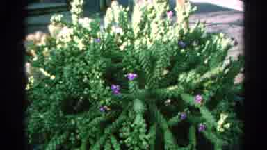 Silver Lake California (1966): Plants In A Pot With Close Up On Flowers Bloomed