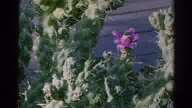 Silver Lake California (1966): In This Video Bee Taking A Honey And Fly Away
