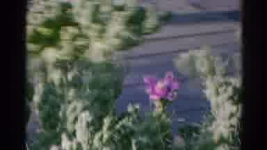 Silver Lake California (1966): Hummingbird Having Lunch