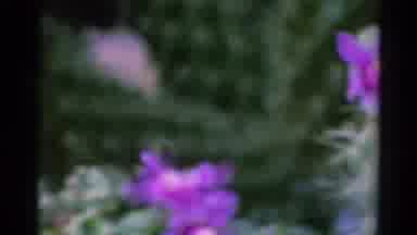 Silver Lake California (1966): A Close Up Of Purple Flowers Filmed At Calico
