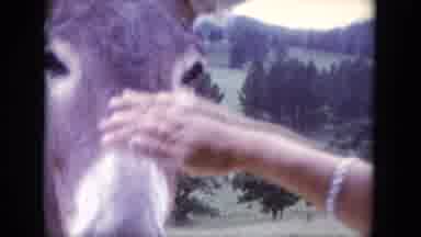 South Dakota USA (1966): A Person Rubbing A Horse And Cars Driving On Wet Street