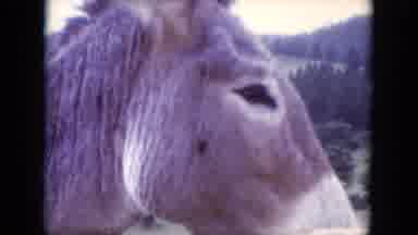 South Dakota USA (1966): Woman's Arm Reaching Out To A Docile Donkey Cuts Away To