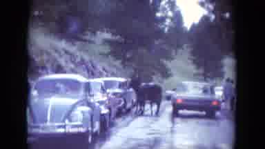South Dakota USA (1966): Vintage Footage Of Loose Donkeys Stopping Traffic For
