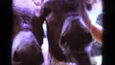 South Dakota USA (1966): Two Brown Donkeys Are Fed By A Human In A Car