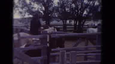 South Dakota USA (1966): People In Cowboy Hats Ride Horses In A Corral Followed By