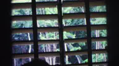 Brazil (1967): Camera Focuses On Trees Outside Of Window Panels