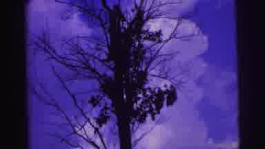 Brazil (1967): Shot Of Leafless Tree From Below With Blue Purple Sky In Background