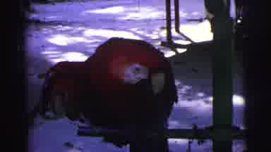 Brazil (1967): Parrot Tied To Metal Pole With Chain Chews On Chain Attached To Leg