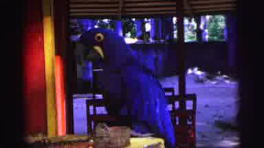 Brazil (1967): Blue Macaw Bird Perched On Yellow Object On A Clear Day